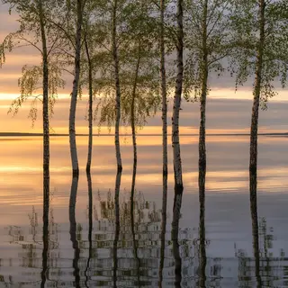 A row of trees reflected in a calm lake at sunset, with the 