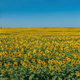 A field of pure sunflower yellow flowers under a clear blue 