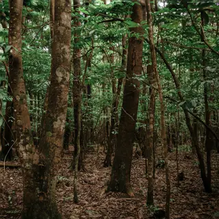 A forest scene where the foliage is precisely #2D5F2D (dark 