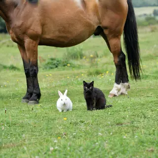 A big brown horse, a small white rabbit, and a medium-sized 