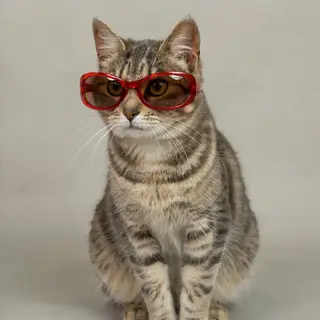 A tabby cat wearing oversized red sunglasses