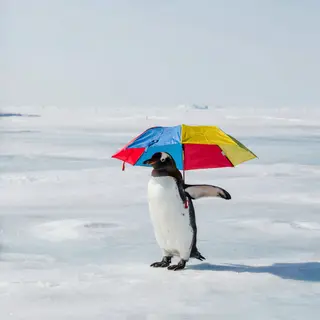A penguin holding a colorful umbrella