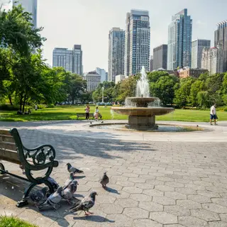 A city park with a park bench and pigeons in the foreground,