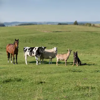 Five animals in a field: a horse on the far left, a cow to t