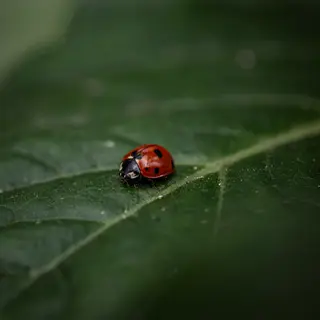 A ladybug sitting on a large green leaf, shown at realistic 