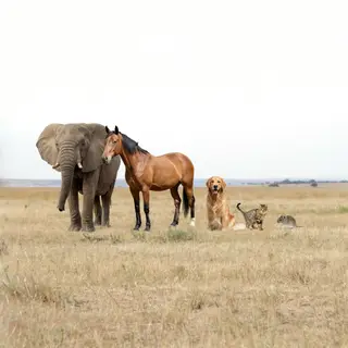A group photo of an elephant, a horse, a dog, a cat, and a m