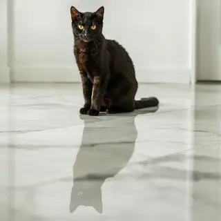 A cat sitting on a polished marble floor with its reflection
