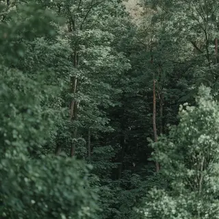 A forest scene where the foliage is precisely #2D5F2D (dark 