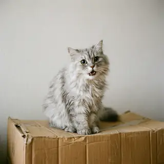 A cat sitting on top of a cardboard box