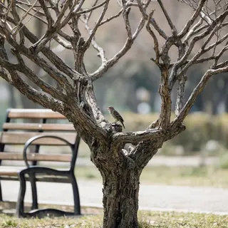 A bird perched on a branch, the branch extending from a tree
