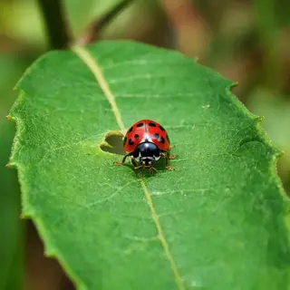 A ladybug sitting on a large green leaf, shown at realistic 