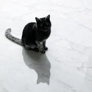 A cat sitting on a polished marble floor with its reflection
