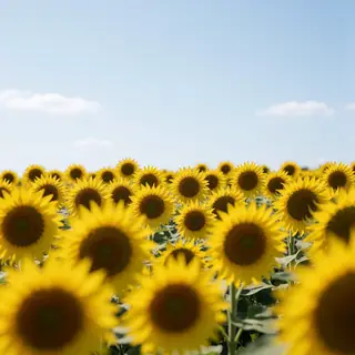 A field of pure sunflower yellow flowers under a clear blue 