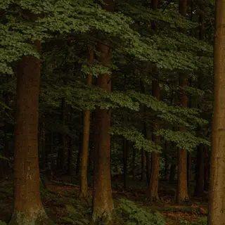 A forest scene where the foliage is precisely #2D5F2D (dark 