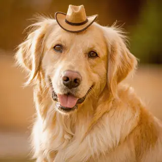 A golden retriever wearing a tiny cowboy hat