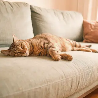 A cat lying on a couch without a collar
