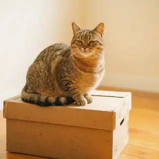 A cat sitting on top of a cardboard box