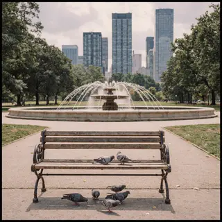 A city park with a park bench and pigeons in the foreground,