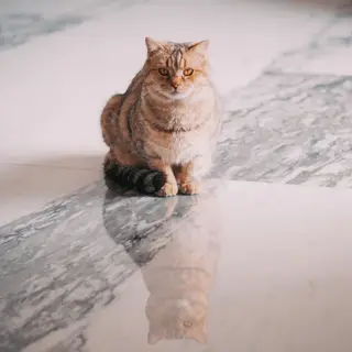 A cat sitting on a polished marble floor with its reflection