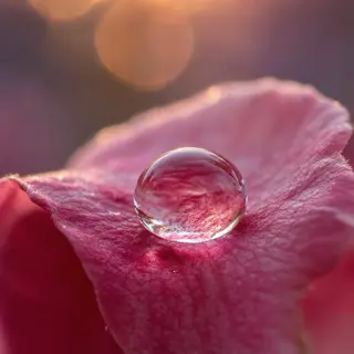 A close-up macro shot of a single dewdrop on a rose petal, s