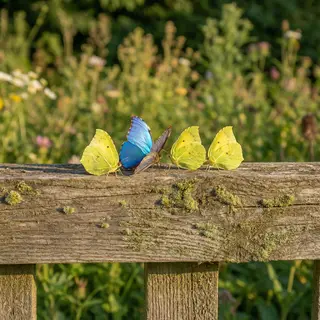 1 blue butterfly and 3 yellow butterflies resting on a garde
