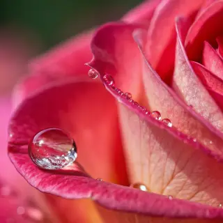 A close-up macro shot of a single dewdrop on a rose petal, s