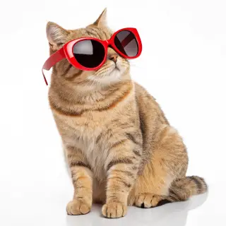 A tabby cat wearing oversized red sunglasses