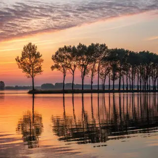 A row of trees reflected in a calm lake at sunset, with the 