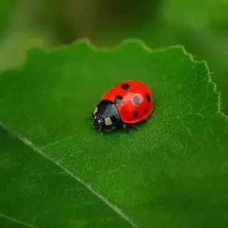 A ladybug sitting on a large green leaf, shown at realistic 