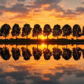 A row of trees reflected in a calm lake at sunset, with the 