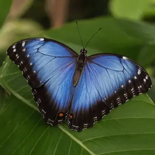 A Morpho menelaus butterfly with accurate iridescent blue do