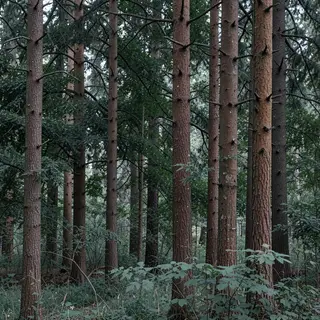 A forest scene where the foliage is precisely #2D5F2D (dark 