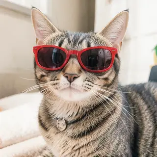 A tabby cat wearing oversized red sunglasses