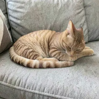 A cat lying on a couch without a collar