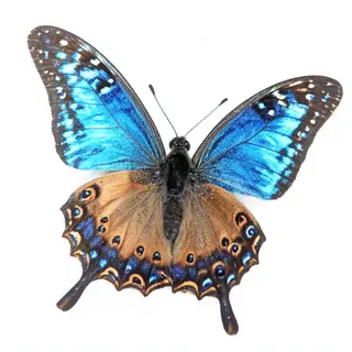 A Morpho menelaus butterfly with accurate iridescent blue do