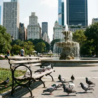 A city park with a park bench and pigeons in the foreground,