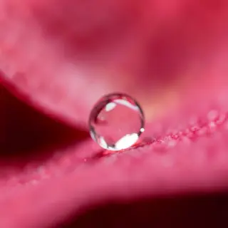 A close-up macro shot of a single dewdrop on a rose petal, s