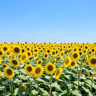 A field of pure sunflower yellow flowers under a clear blue 