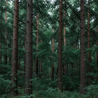 A forest scene where the foliage is precisely #2D5F2D (dark 