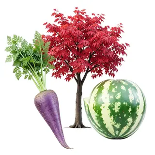 A purple carrot, a red tree with red leaves, and a white wat