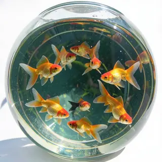 Exactly 9 goldfish swimming in a large round fishbowl