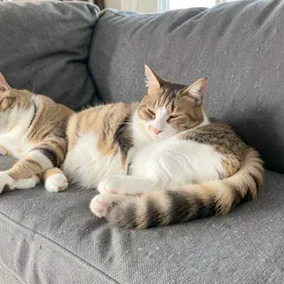 A cat lying on a couch without a collar