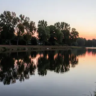 A row of trees reflected in a calm lake at sunset, with the 