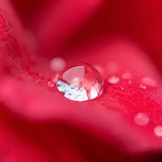 A close-up macro shot of a single dewdrop on a rose petal, s