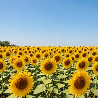A field of pure sunflower yellow flowers under a clear blue 