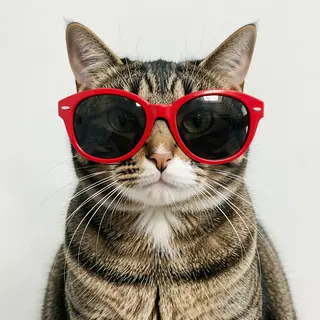 A tabby cat wearing oversized red sunglasses