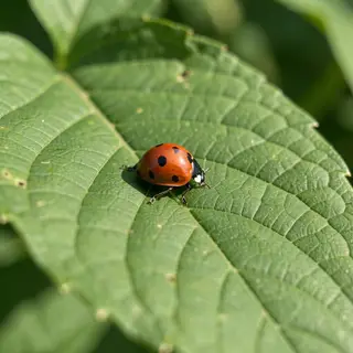 A ladybug sitting on a large green leaf, shown at realistic 