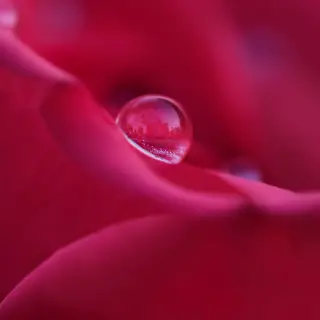 A close-up macro shot of a single dewdrop on a rose petal, s