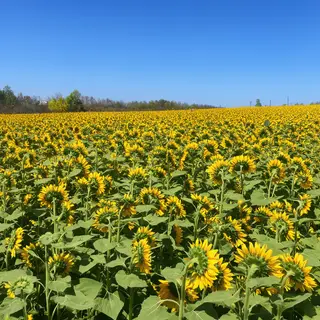 A field of pure sunflower yellow flowers under a clear blue 