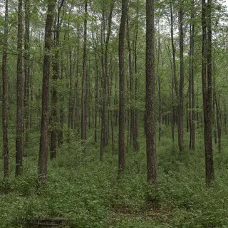 A forest scene where the foliage is precisely #2D5F2D (dark 